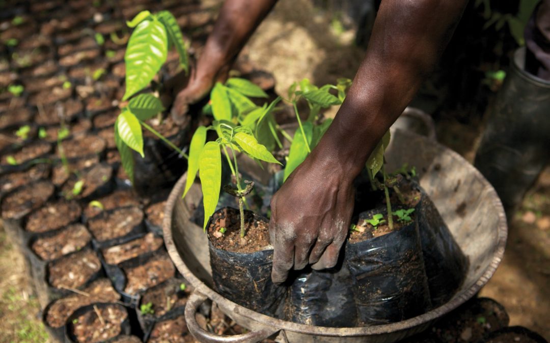 A Path to End Child Labour in Cocoa