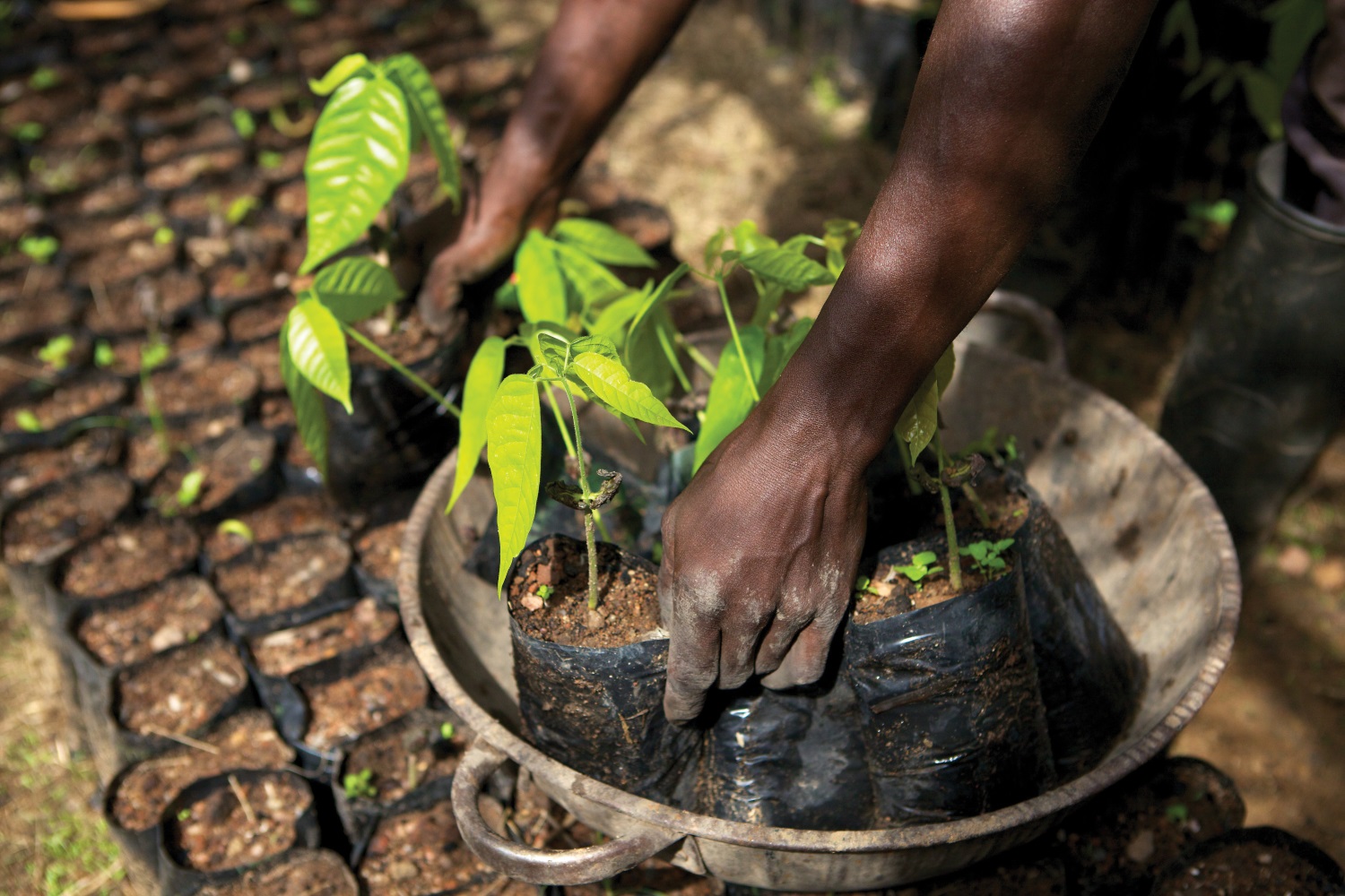 A Path to End Child Labour in Cocoa The Freedom Hub