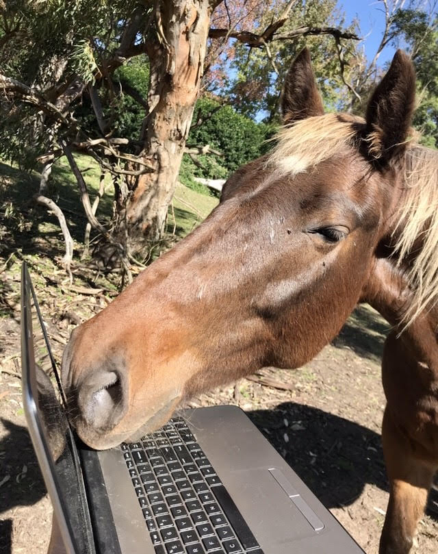 Horses and Coffee