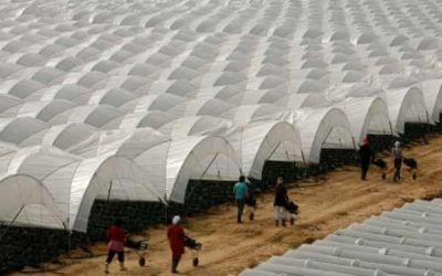 A Spotlight on Fruit Picking with cruel Slavery
