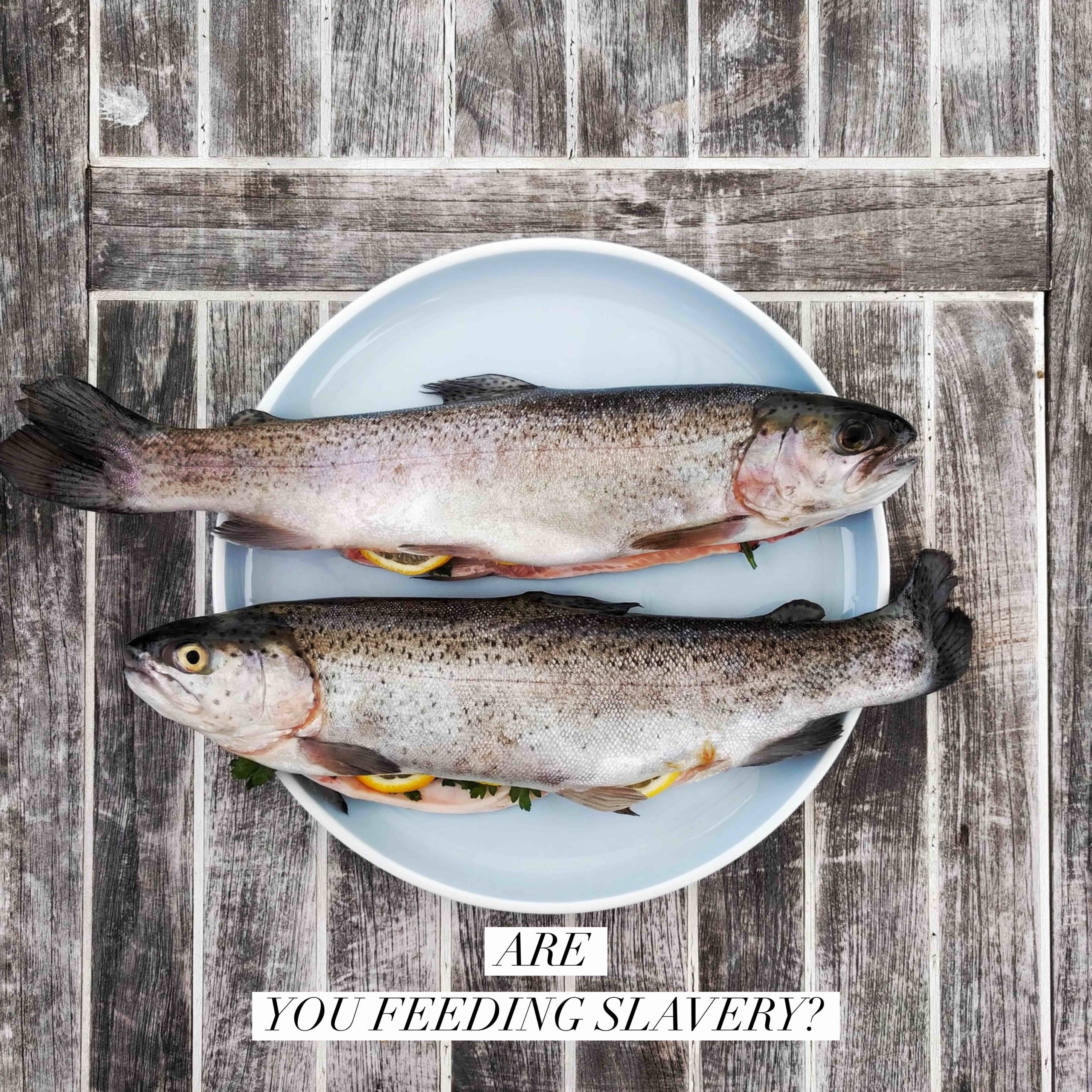 fish on a plate