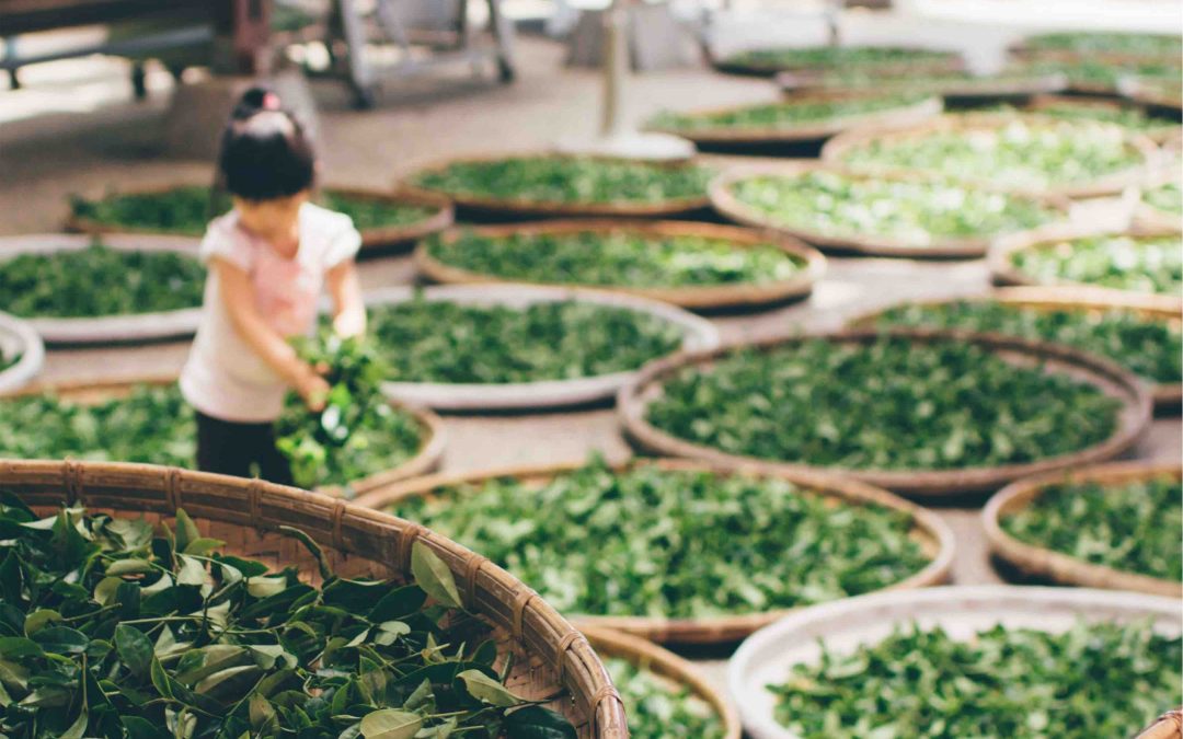 Forced Labour in Tea Farming