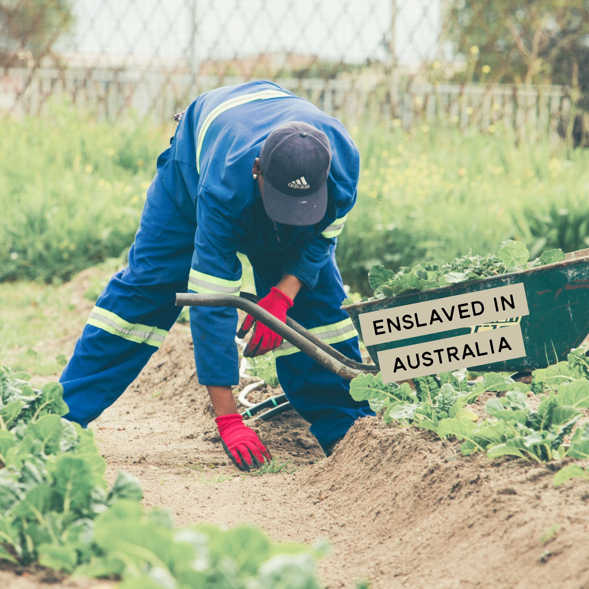 farmer working in a filed